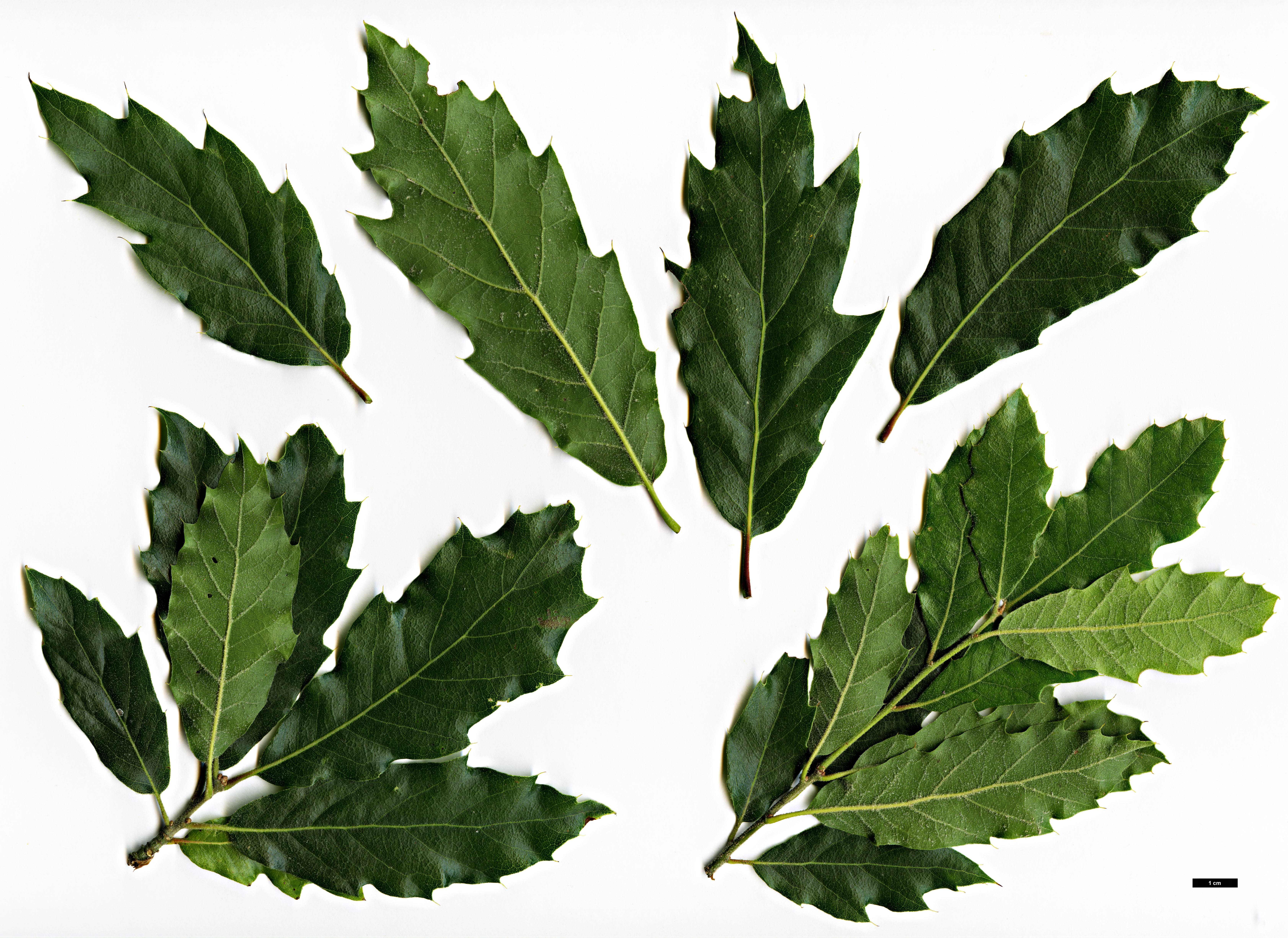 High resolution image: Family: Fagaceae - Genus: Quercus - Taxon: grahamii - SpeciesSub: × mexicana
